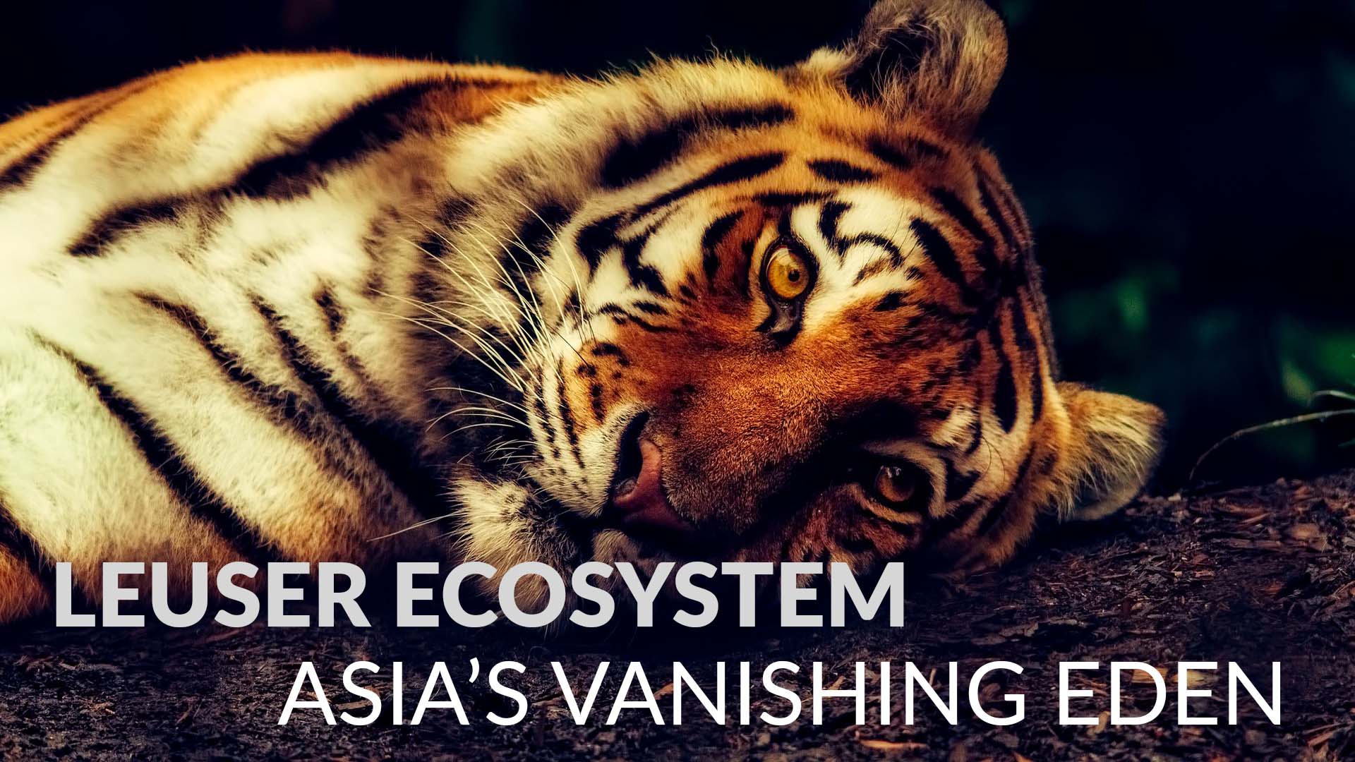 Leuser