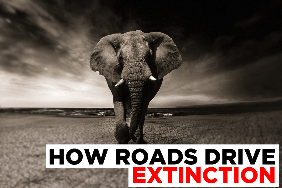 Extinction