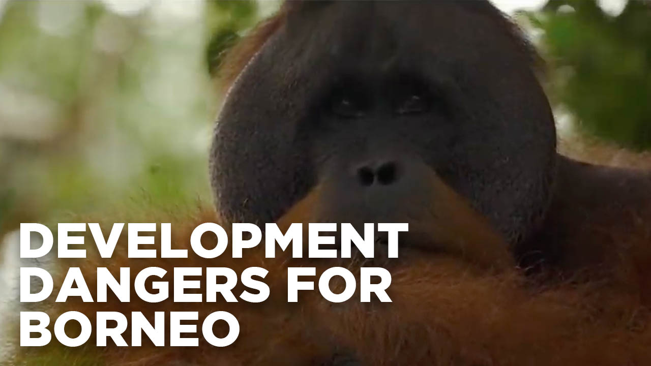 Development dangers for Borneo