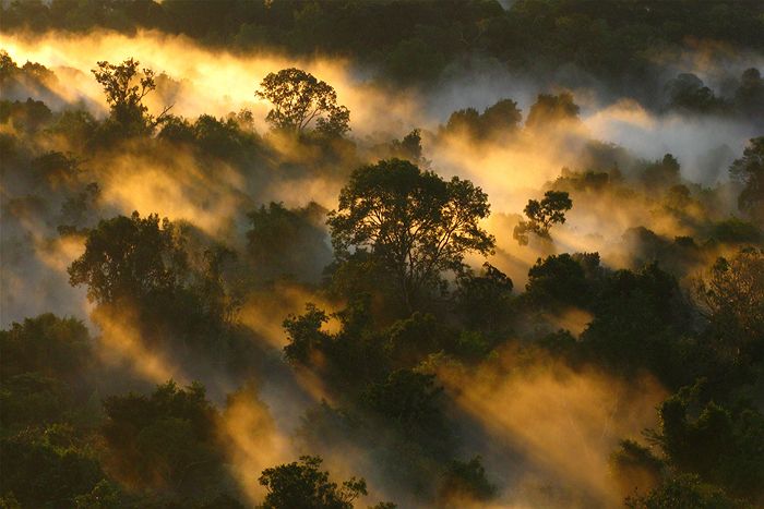 Amazon-canopy-dawn