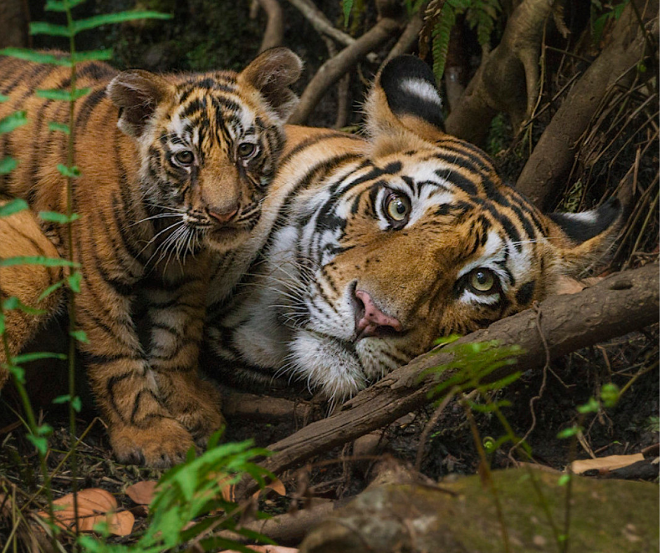 Tiger