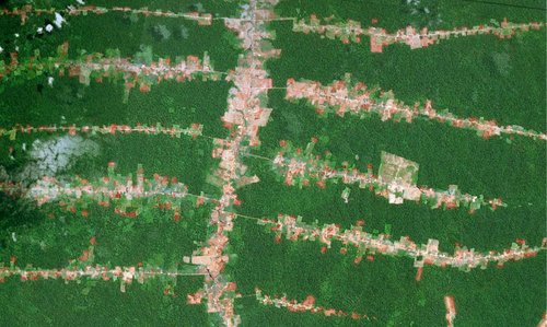 Amazon-deforestation-fishbone-high-res