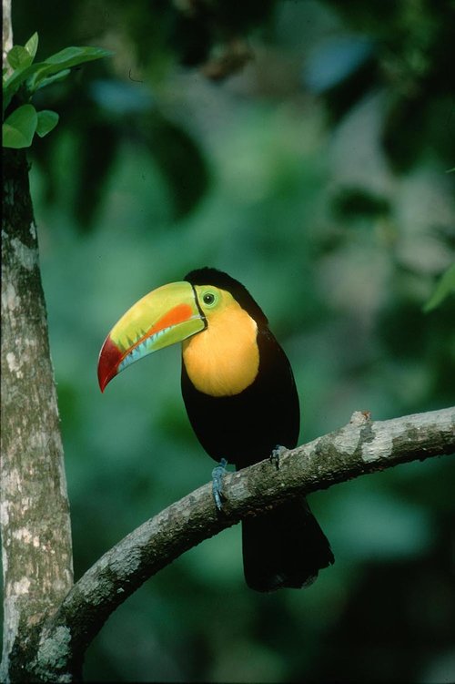 images of animals from lowland rainforest in Panama
