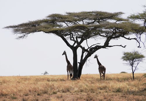 Big-tree-Tanzania83