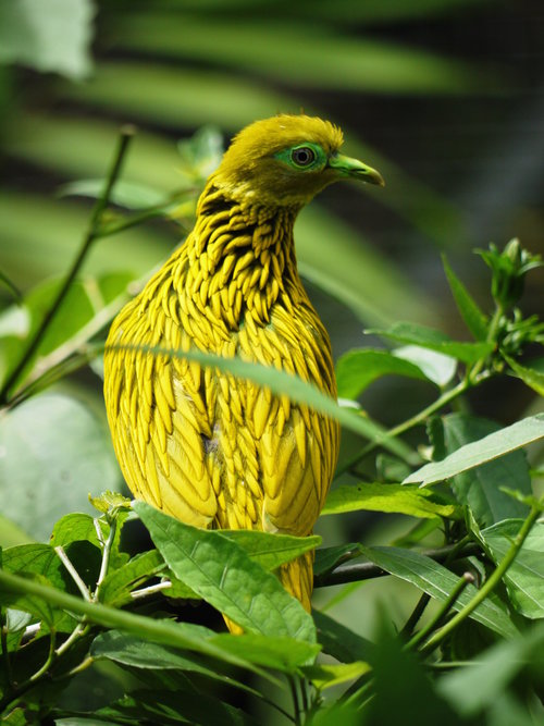 Bird-FIJI10