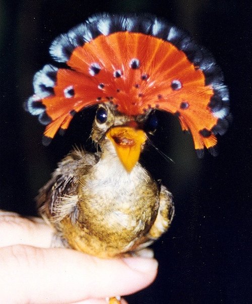 Bird-Onycor2-cropped