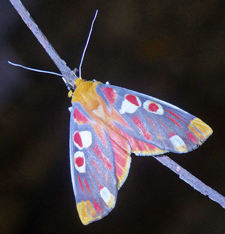 Butterfly-Dave+Rentz