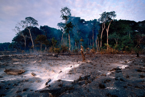 Gabon-burnt-forest-Carlton-Ward