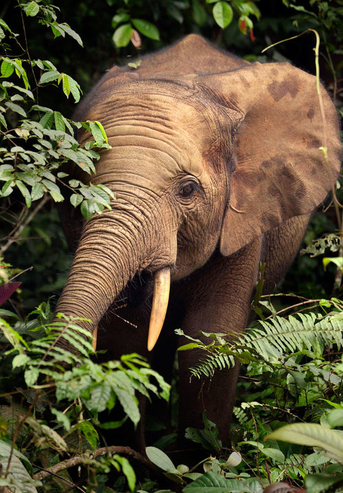 Forest Elephant in Rabi, Gabon.

Photo from The Edge of Africa,
Smithsonian book by Carlton Ward Jr and Michelle Lee

Photo by Carlton Ward Jr
www.carltonward.com

Legacy Institute for Nature &amp; Culture (LINC)
www.LINC.us
