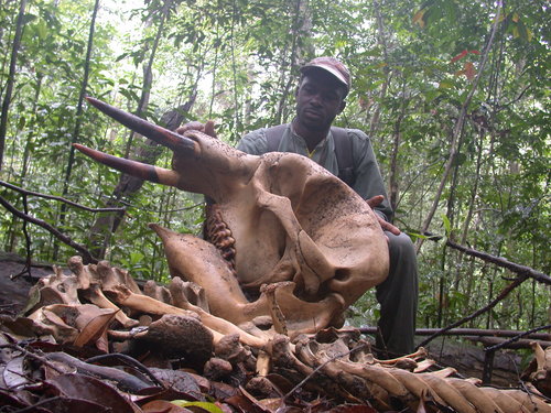 Gabon-elephant-carcass