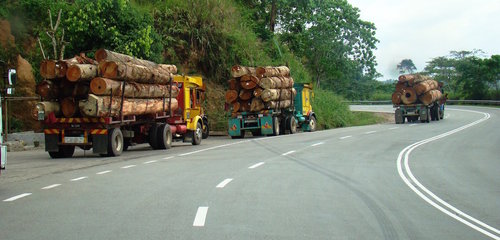 Malaysia-logging4