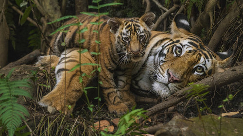 MM766 Tigers in Bandhavgarh Natl Park India